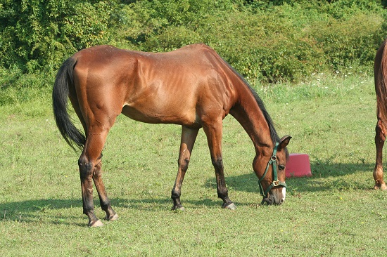 Leia mais sobre o artigo Confirmada eutanásia de cavalo com anemia infecciosa equina (22/10/2021)