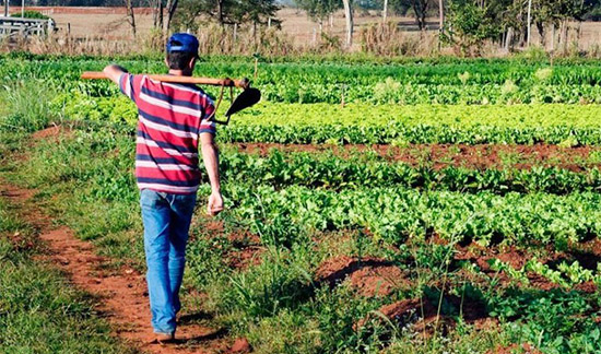 Leia mais sobre o artigo TRF4 concede benefício a agricultor com degeneração na coluna e contraria laudo (02/12/2021)
