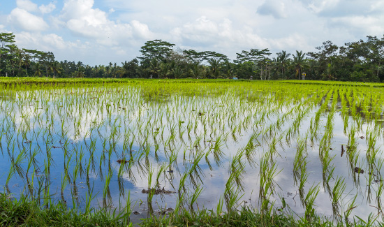 Leia mais sobre o artigo Fazendeiro que plantou arroz em APP no RS terá que pagar mais de R$ 3,5 milhões de multa (20/05/2022)