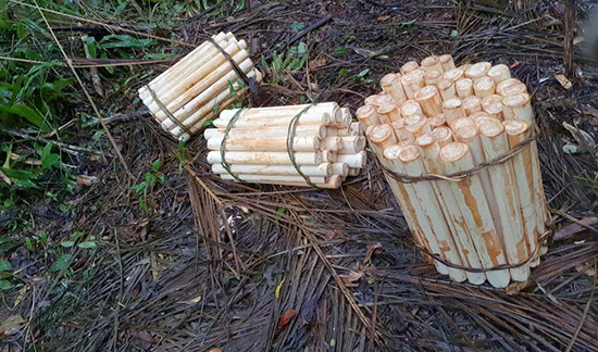 Leia mais sobre o artigo Mantida condenação de homem por extração de palmito-juçara em área de preservação (27/07/2022)