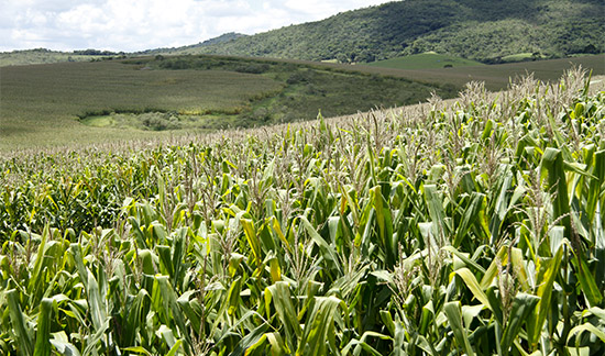 Leia mais sobre o artigo Comunidade deve ser representada somente pelo cacique em ação sobre plantio de transgênicos (16/08/2022)
