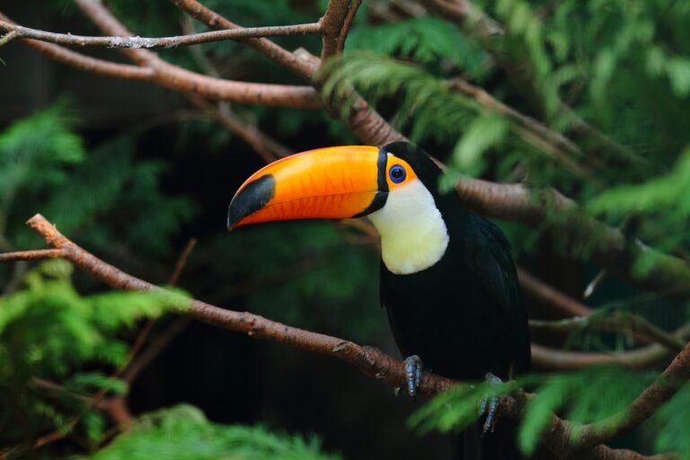 Leia mais sobre o artigo Hoje é Dia D – 5 de setembro, Dia da Amazônia (05/09/2022)