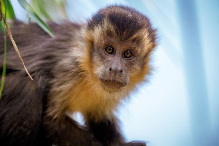 Leia mais sobre o artigo Justiça do Paraná autoriza mulher a manter a guarda de um macaco-prego (25/10/2022)