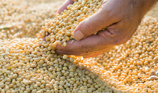 Leia mais sobre o artigo TRF4 nega autorização para cultivo de sementes transgênicas a indígenas (29/11/2022)