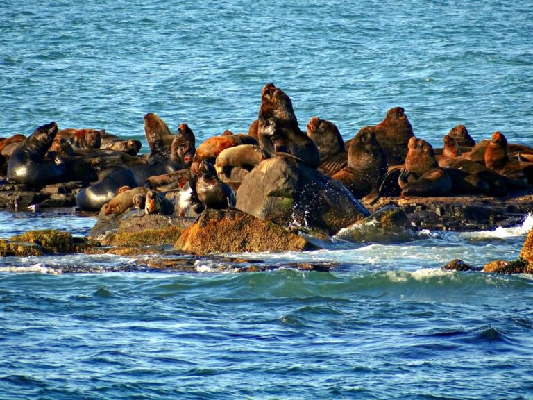 Leia mais sobre o artigo ICMBio deverá delimitar zona de amortecimento do Refúgio de Vida Silvestre Ilha dos Lobos (29/11/2022)