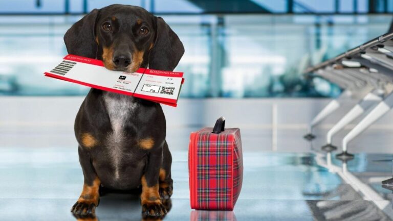 Leia mais sobre o artigo Justiça Federal concede mandado de segurança para que animal de estimação possa entrar em país vizinho (27/12/2022)