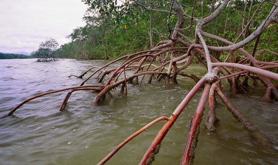 Leia mais sobre o artigo Município de Florianópolis e Floram respondem subsidiariamente por dano ambiental (10/02/2023)