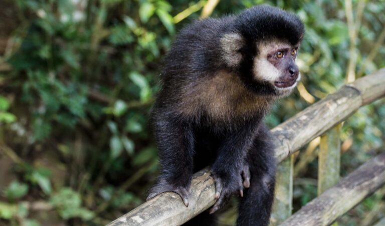 Leia mais sobre o artigo Macaco-prego ficará com tutora (02/03/2023)