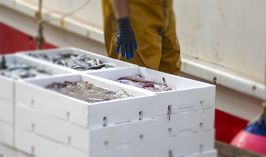 Leia mais sobre o artigo Homem flagrado com 355 kg de corvina em período de pesca proibida tem condenação mantida (15/06/2023)