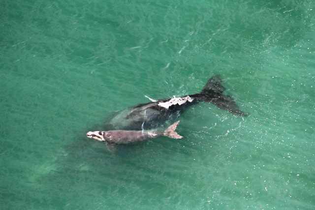 Leia mais sobre o artigo ICMBio pode prosseguir com credenciamento para turismo de observação de baleias embarcado (02/08/2023)