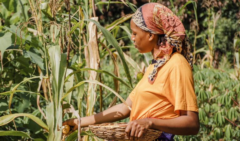 Leia mais sobre o artigo Trabalhadora rural em regime de economia familiar tem reconhecido direito ao recebimento do benefício (20/02/2024)
