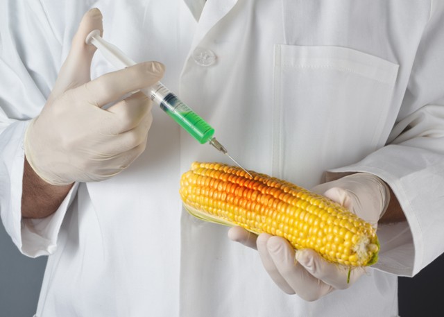 Leia mais sobre o artigo Justiça Federal nega novo pedido de autorização para cultivo transgênico em terra indígena (14/03/2024)