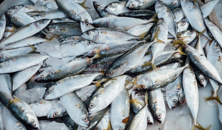 Leia mais sobre o artigo Proprietário de embarcação é condenado a pagar R$ 200 mil por pesca predatória (18/03/2024)