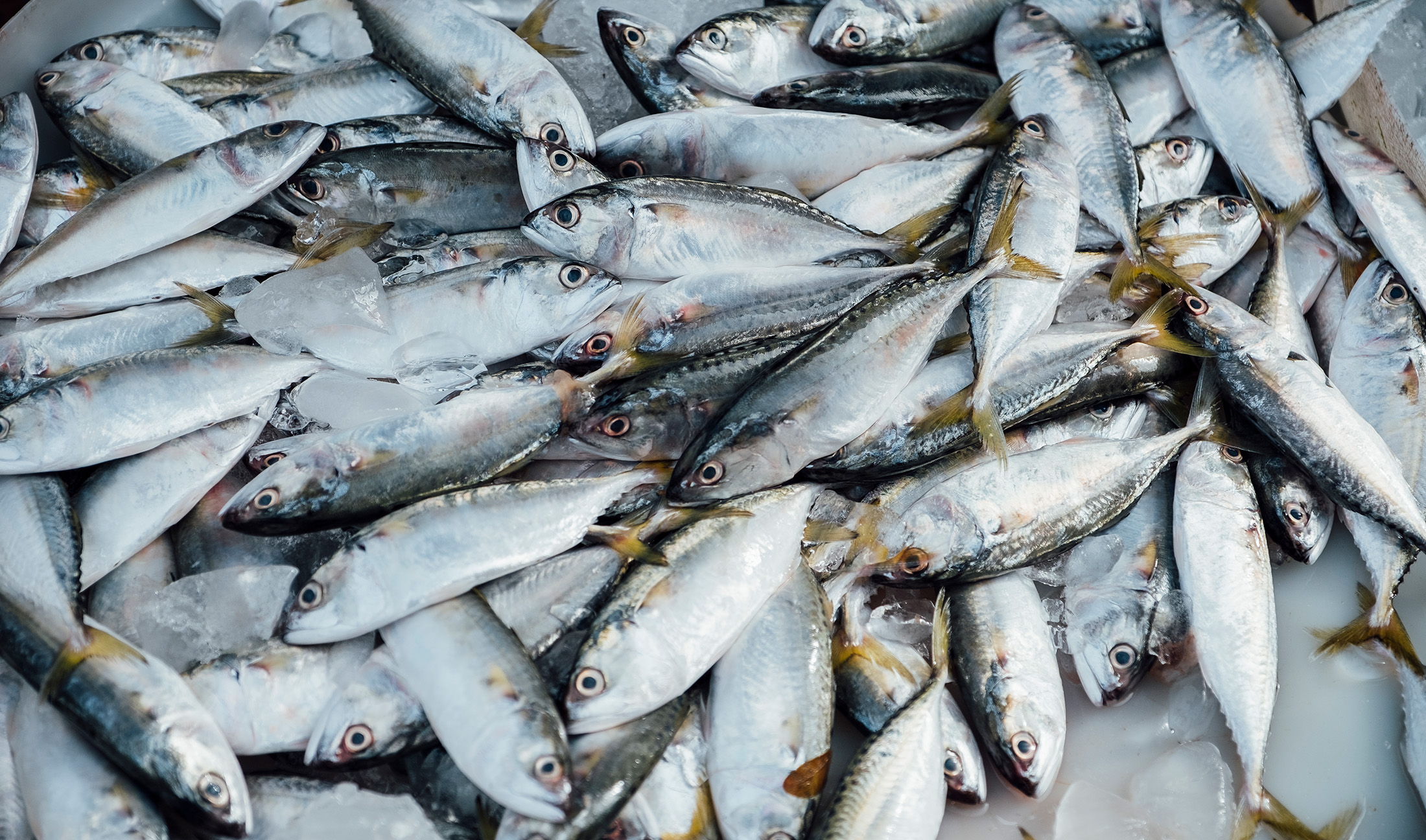 No momento, você está visualizando Proprietário de embarcação é condenado a pagar R$ 200 mil por pesca predatória (18/03/2024)