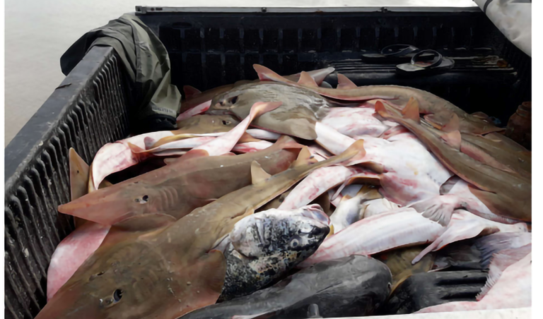 Leia mais sobre o artigo Pescador é condenado ao pagamento de R$ 100 mil por pesca de 54 raias-viola, entre outros peixes (10/04/2024)