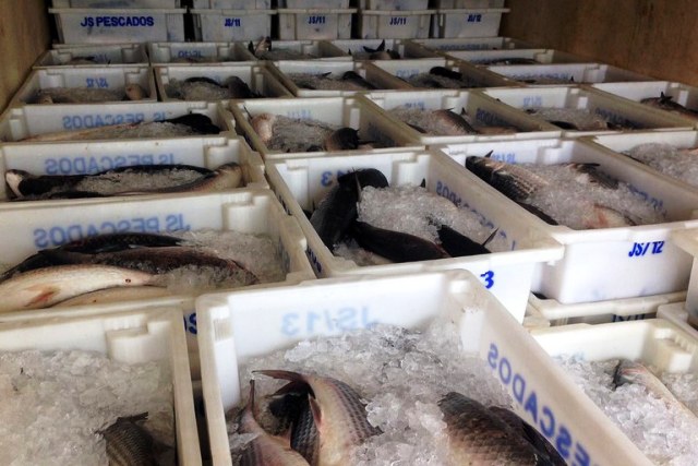 Leia mais sobre o artigo Vara Ambiental mantém multa de R$ 592 mil por pesca de tainha em local proibido (10/02/2025)
