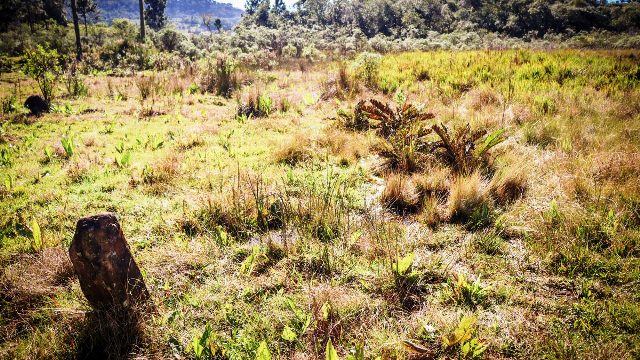 Leia mais sobre o artigo Liminar impede exploração de área integrante de plano de manejo florestal em Calmon (05/03/2025)