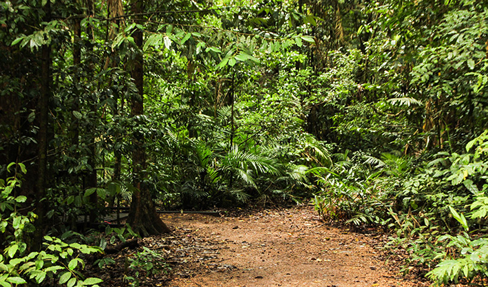 Leia mais sobre o artigo Desmatamento de Mata Atlântica para loteamento residencial gera indenizações por danos ambientais e morais coletivos (13/08/2025)