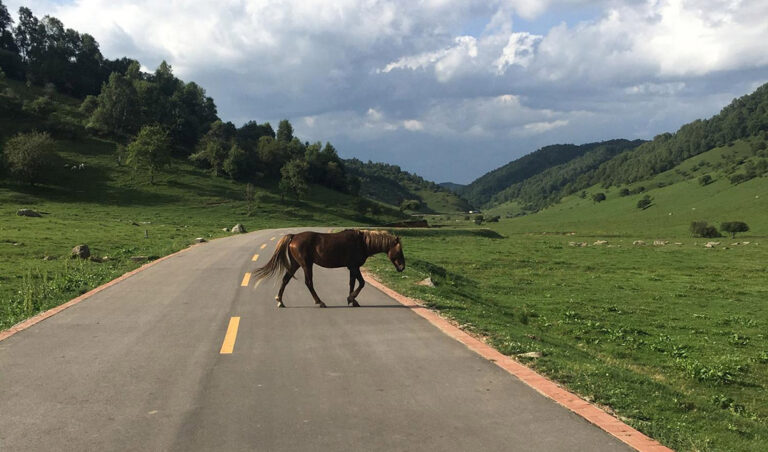 Leia mais sobre o artigo Motorista será indenizado pela administração pública por acidente causado por cavalo solto em rodovia federal (13/08/2025)