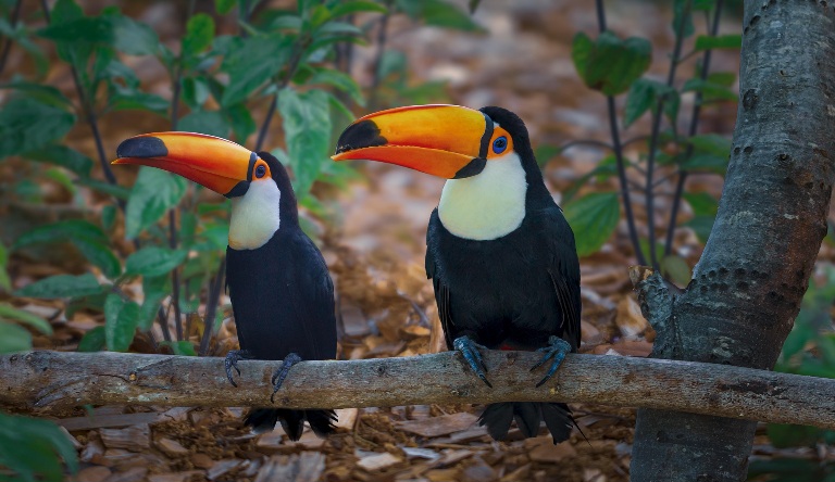 Leia mais sobre o artigo Mulher flagrada em aeroporto com ovos de tucano escondidos no sutiã será julgada pela JFPR em 2027 (14/08/2026)
